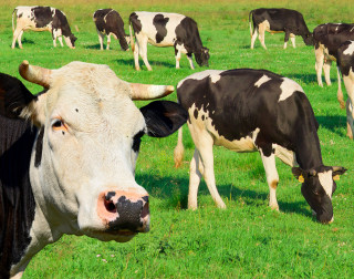 cow-standing-in-front-of-herd-square